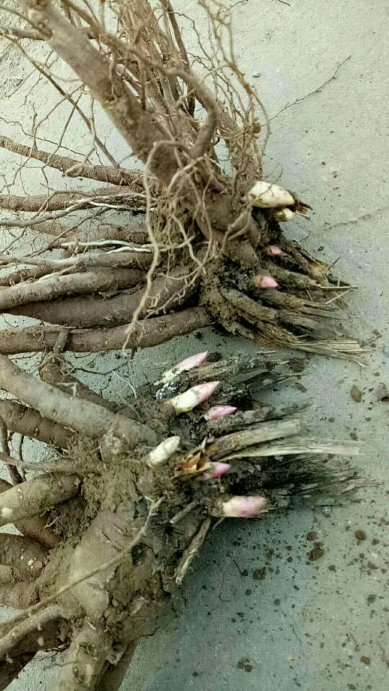 赤芍