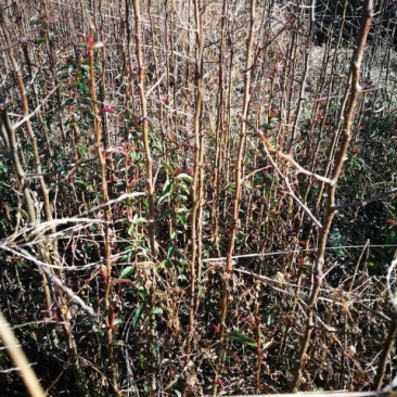 木瓜树苗30~50cm