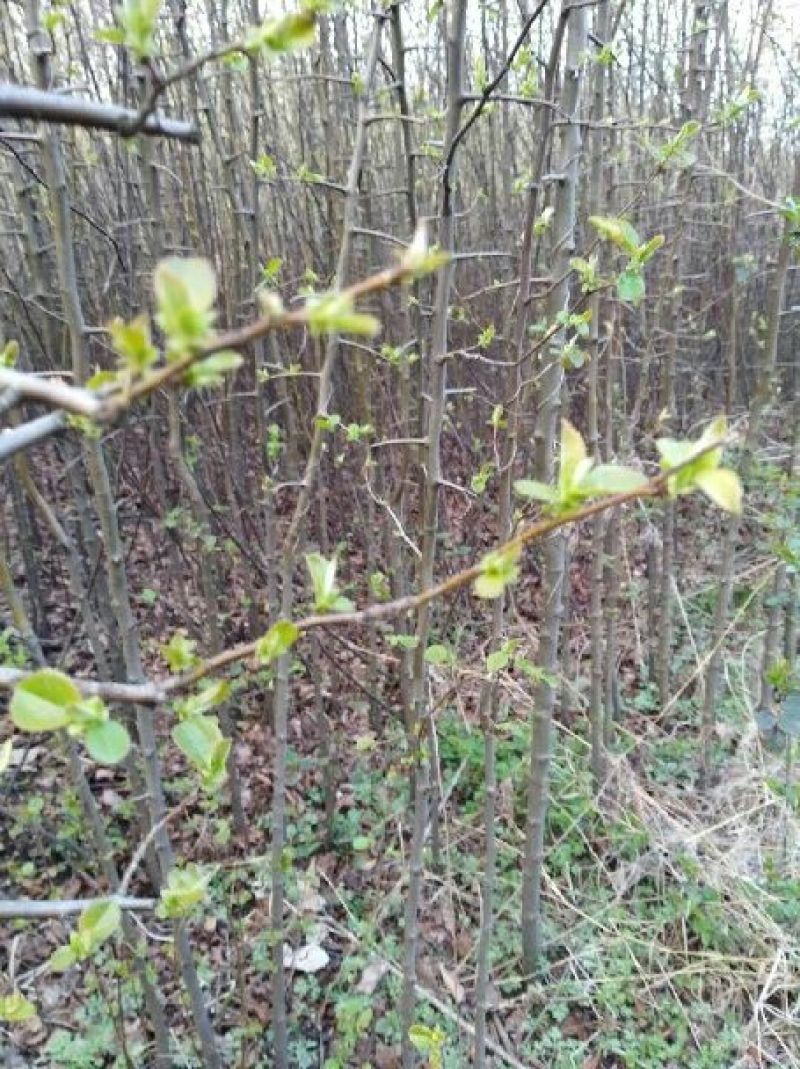 木瓜树苗30~50cm