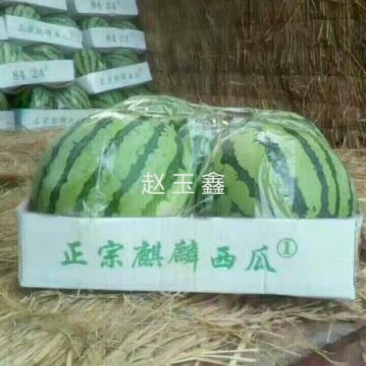 产地直发8424西瓜精品西瓜山东西瓜头茬瓜