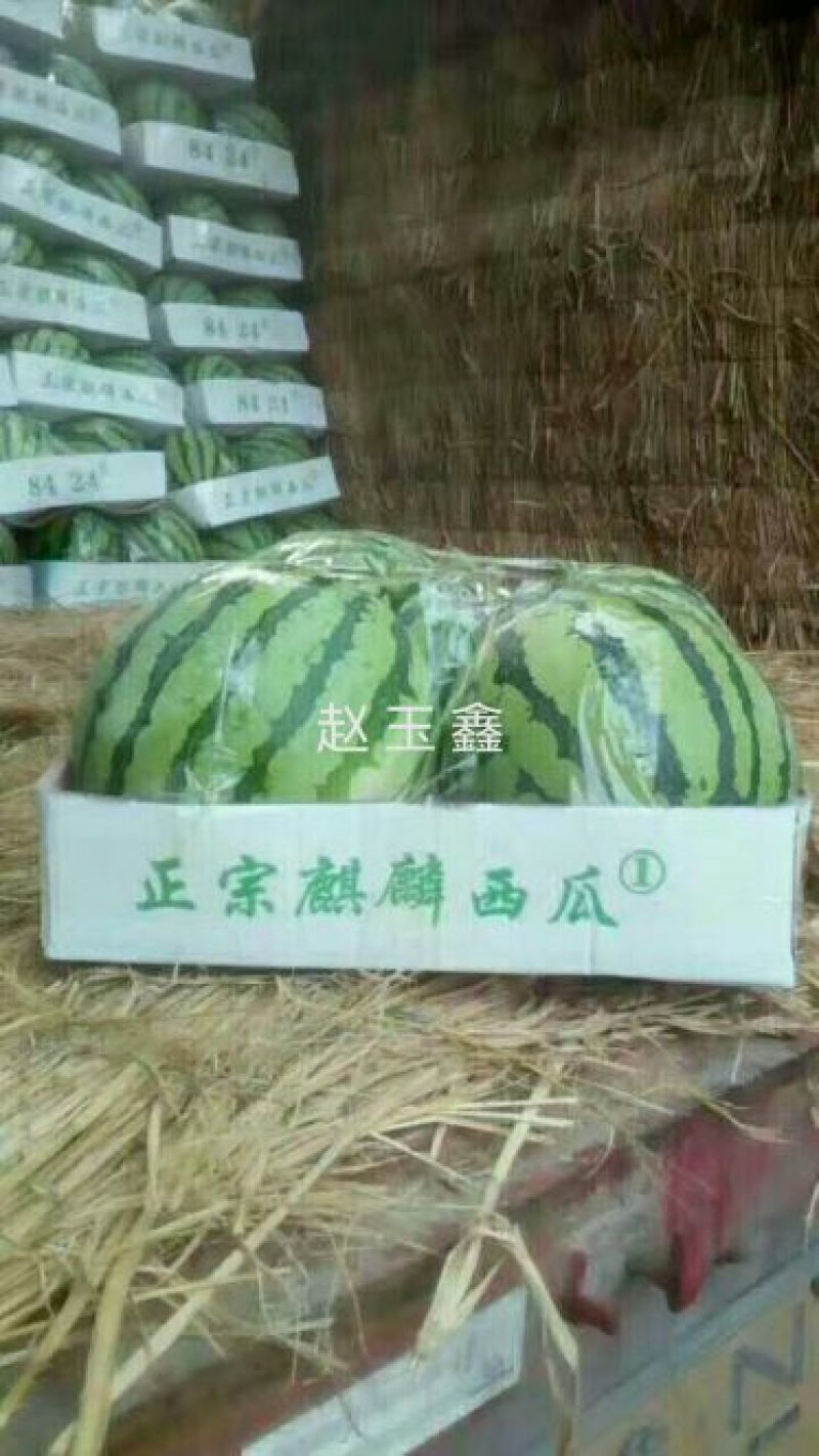 产地直发8424西瓜精品西瓜山东西瓜头茬瓜