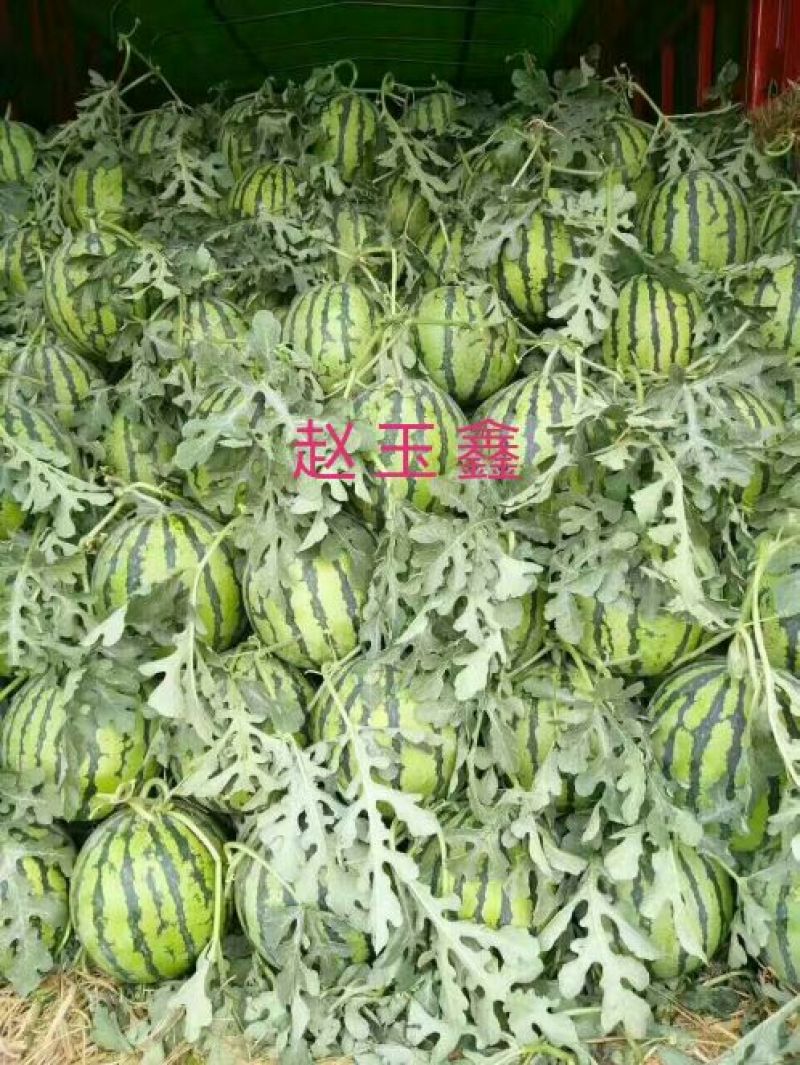 产地直发8424西瓜精品西瓜山东西瓜头茬瓜