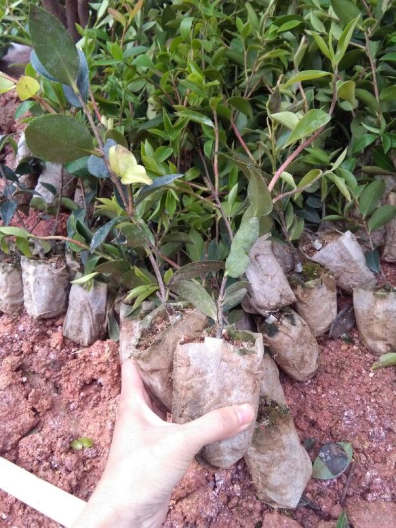 油茶苗30~50cm