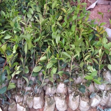 油茶苗30~50cm