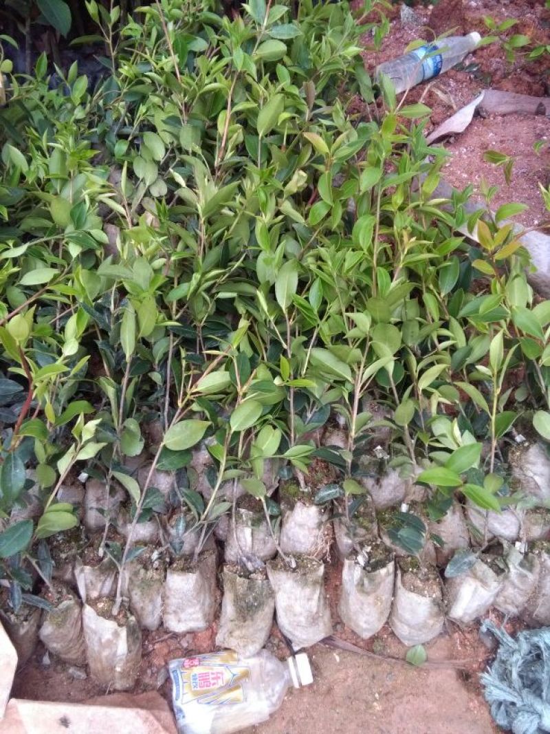 油茶苗30~50cm