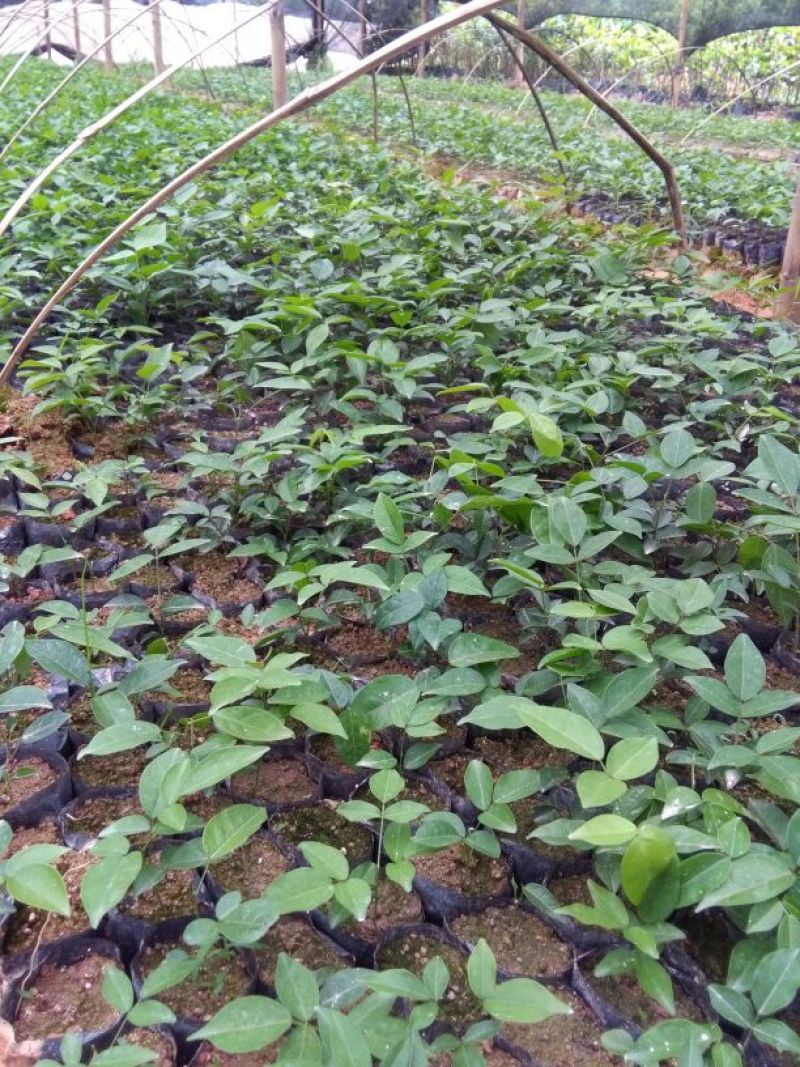 牛大力种苗15cm以下