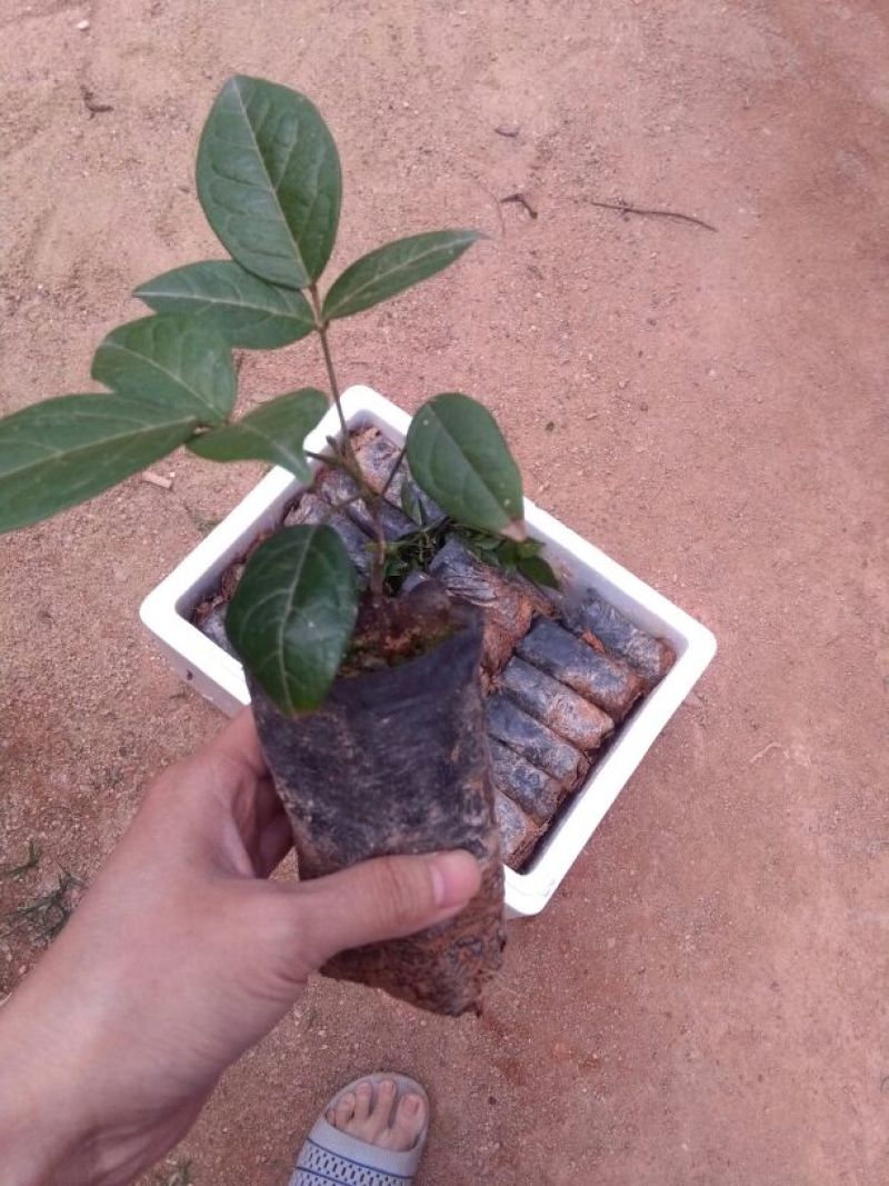 牛大力种苗15cm以下