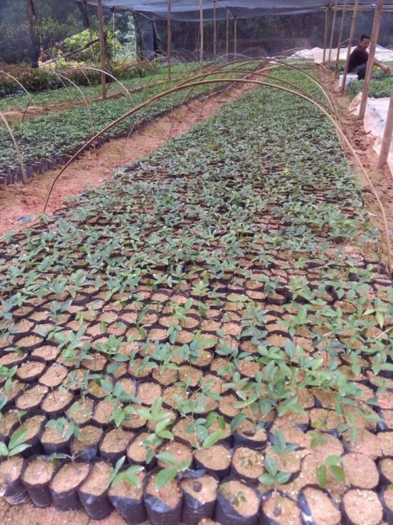 牛大力种苗15cm以下