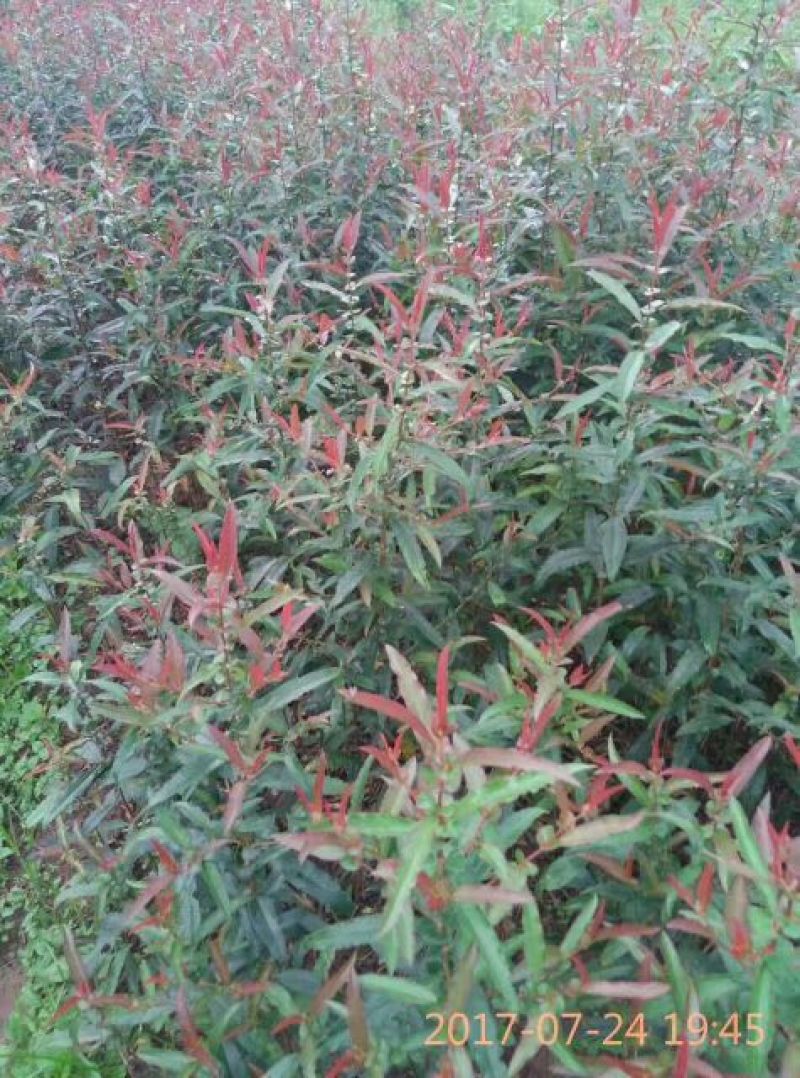 木瓜树苗30~50cm