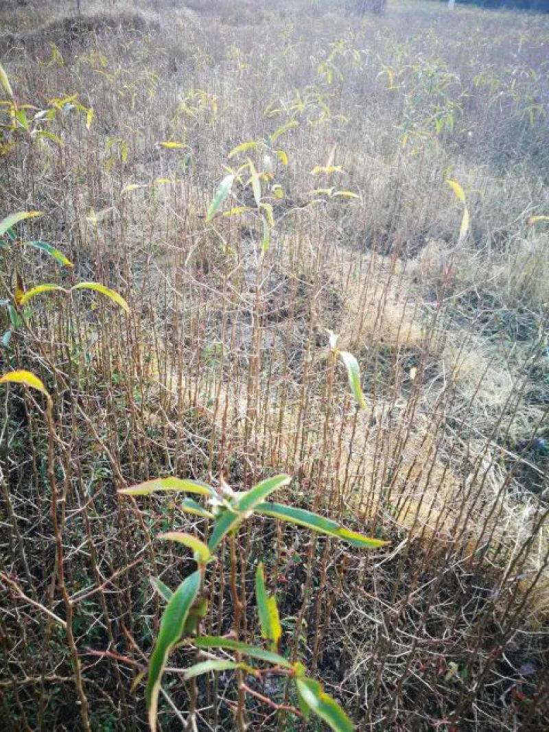 木瓜树苗30~50cm