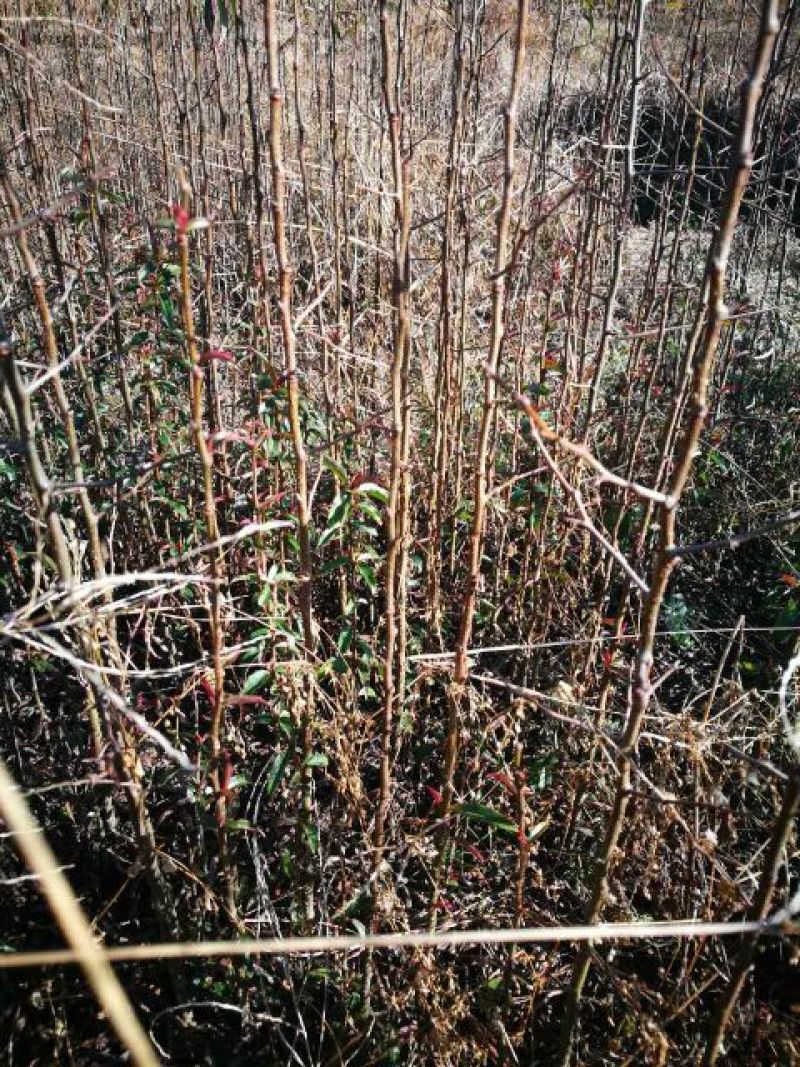 木瓜树苗30~50cm