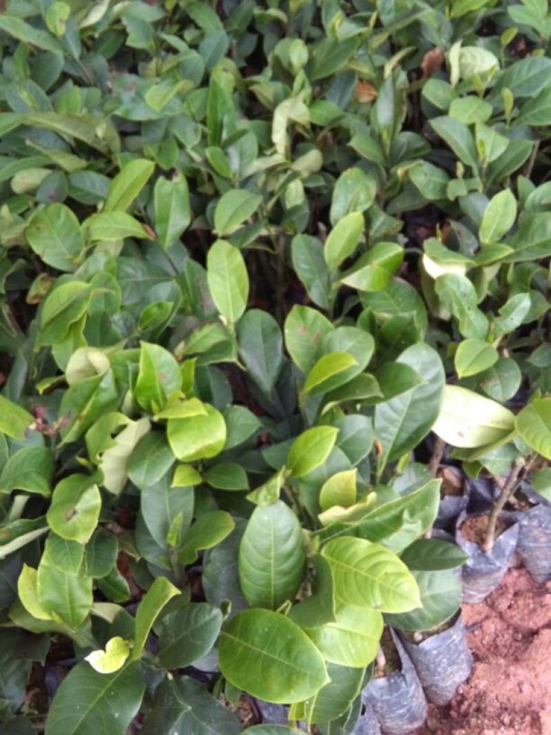 榴莲蜜苗20~30cm