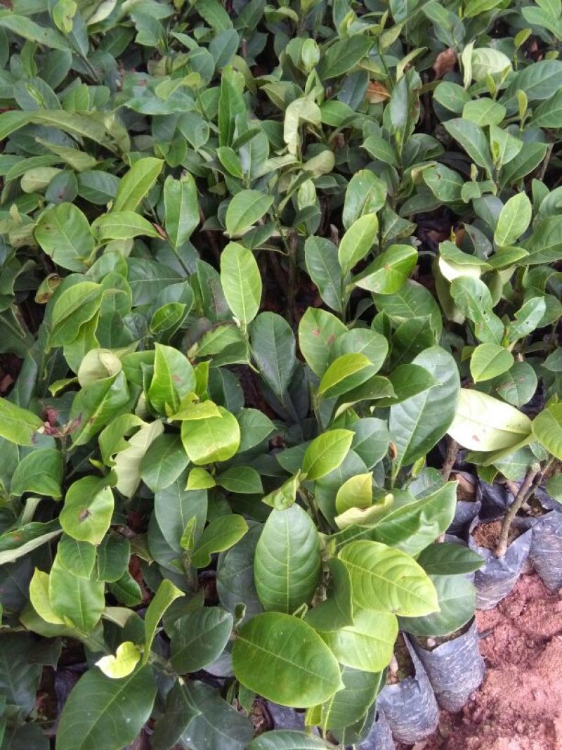 榴莲蜜苗20~30cm