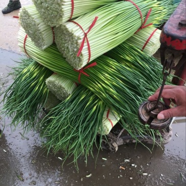白帽蒜薹白帽蒜苔蒜薹精品一茬鲜绿色