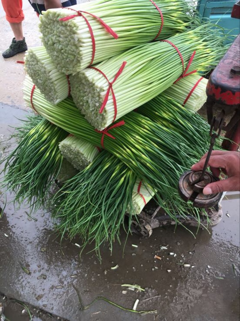 白帽蒜薹白帽蒜苔蒜薹精品一茬鲜绿色