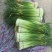 白帽蒜薹白帽蒜苔蒜薹精品一茬鲜绿色