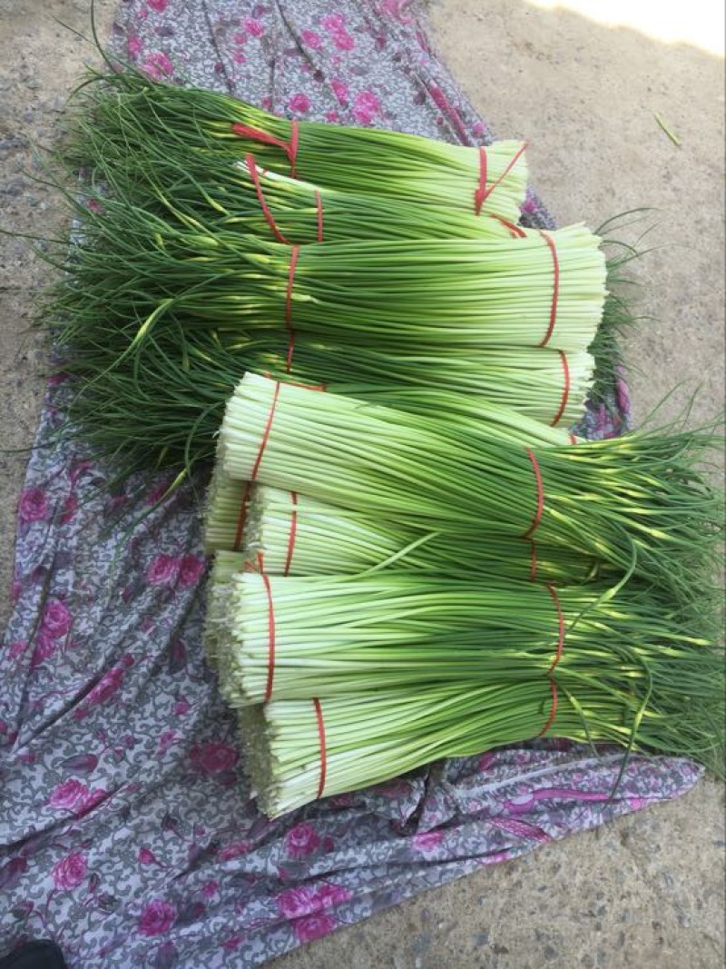 白帽蒜薹白帽蒜苔蒜薹精品一茬鲜绿色