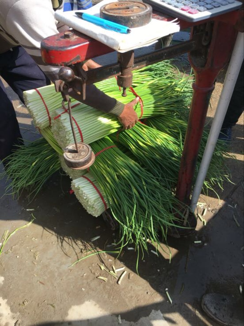 白帽蒜薹白帽蒜苔蒜薹精品一茬鲜绿色