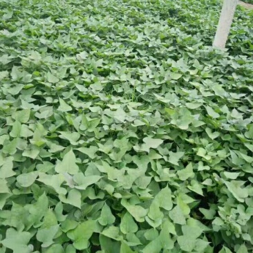 商薯19红薯苗25~35cm
