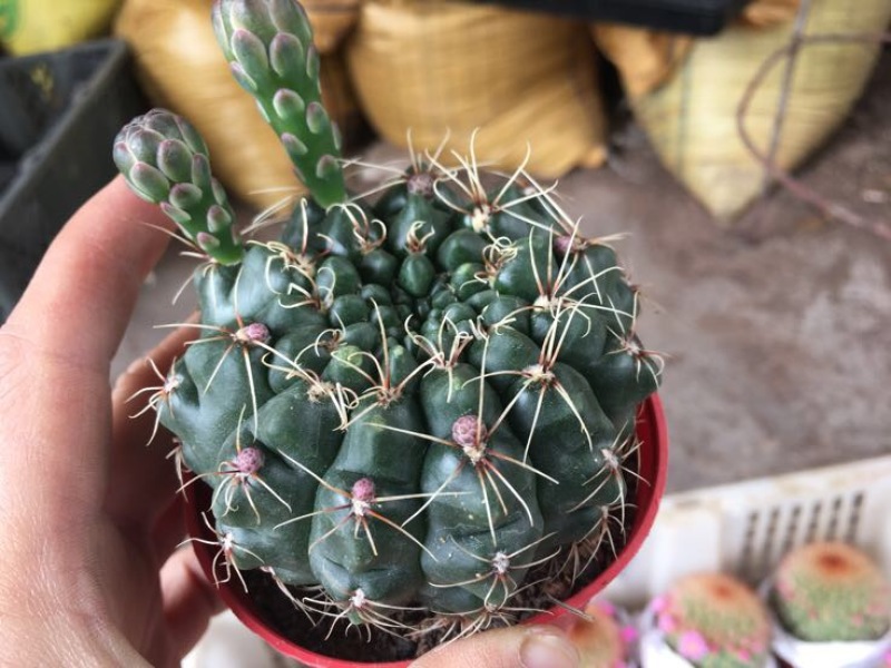 仙人球球形