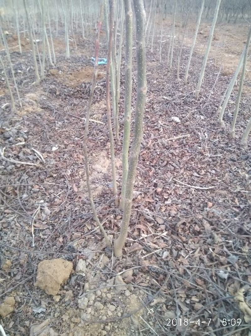 核桃苗1~2年100~150cm量大有需要的联系