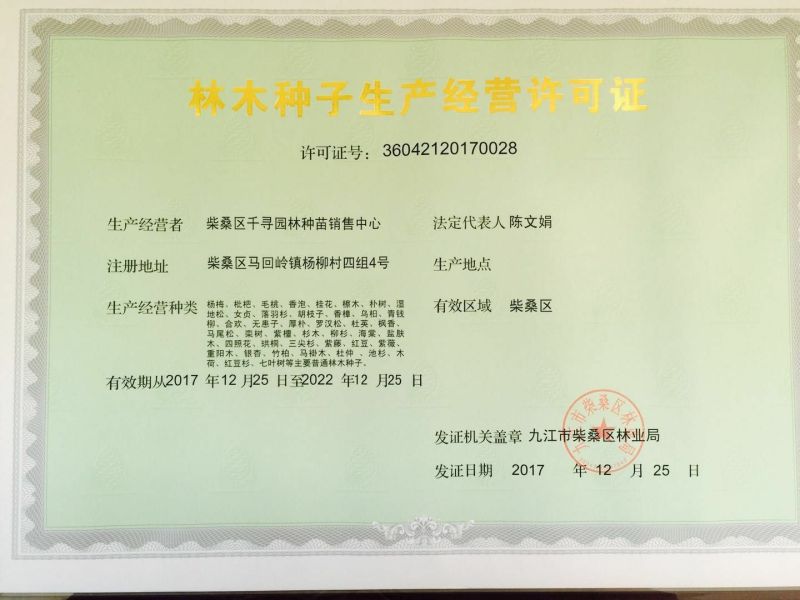 大叶香樟种子85%以上