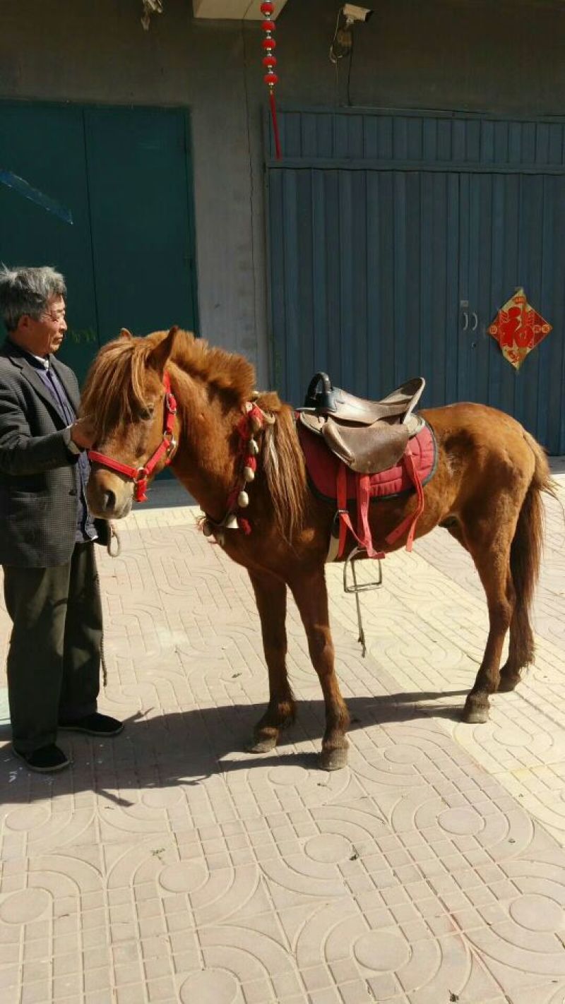 矮马100kg以下