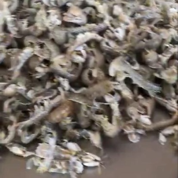 鲜活皮皮虾质量一级棒