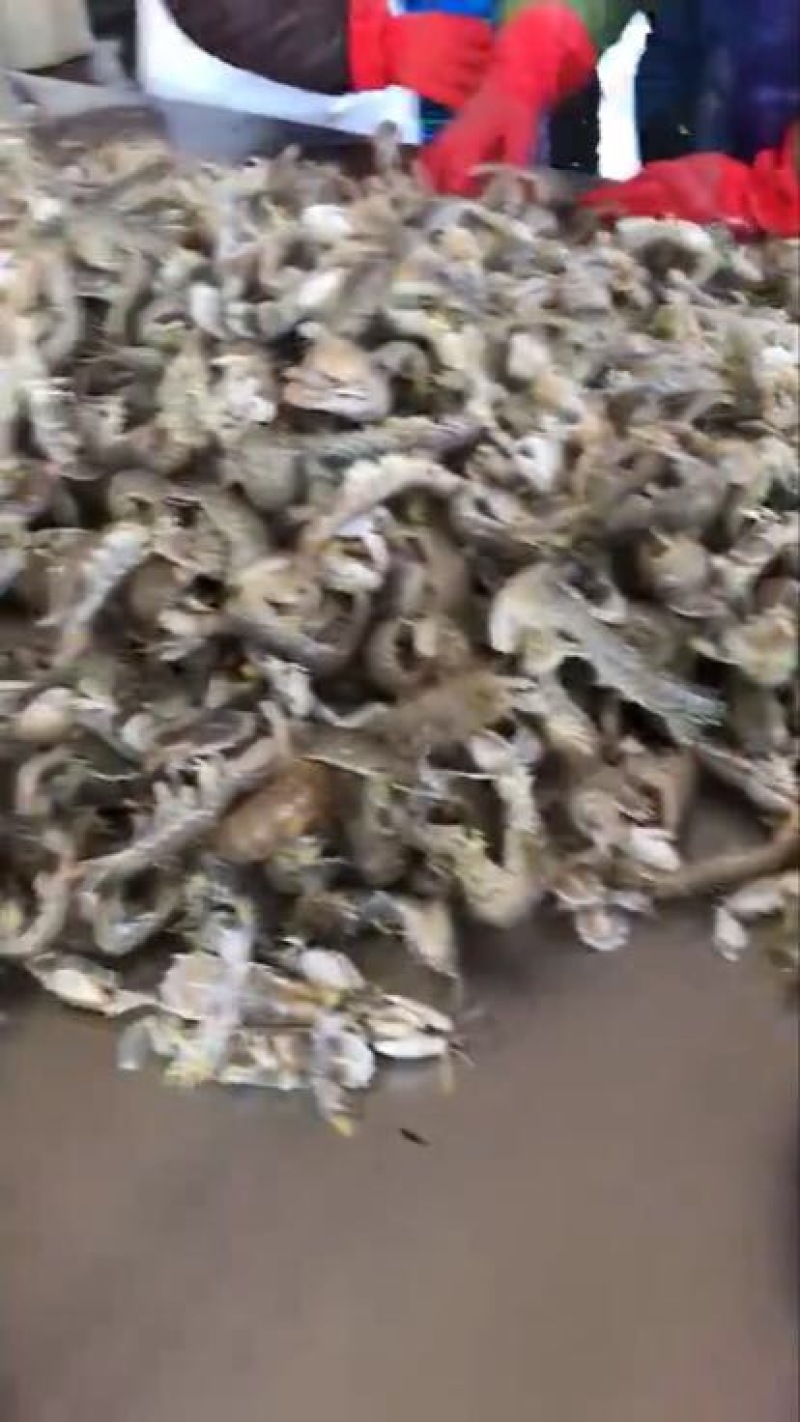 鲜活皮皮虾质量一级棒