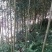 苦竹，种苗