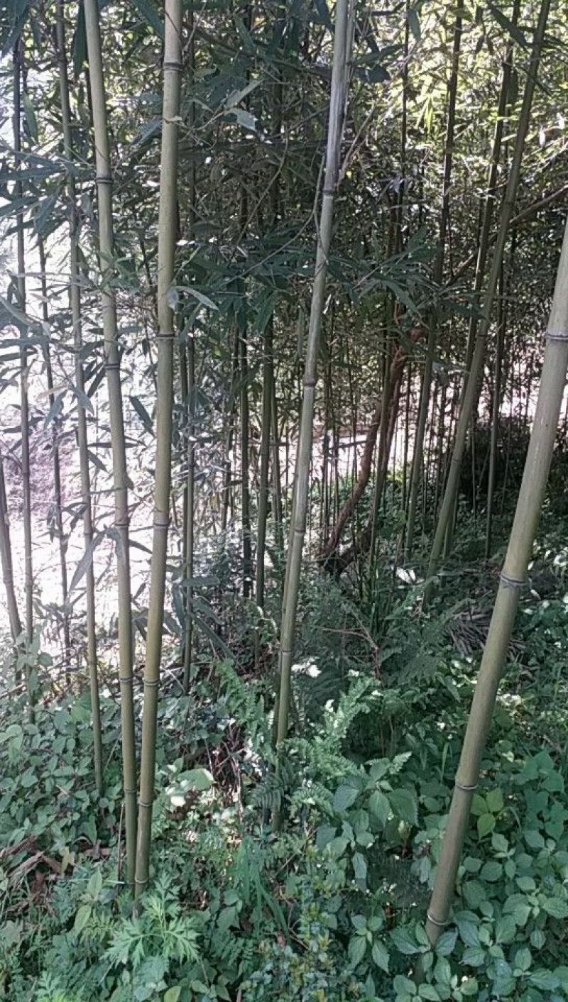 苦竹，种苗
