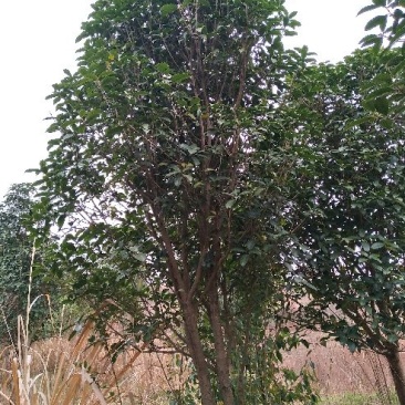 金桂树8~10cm3~3.5米2~3米