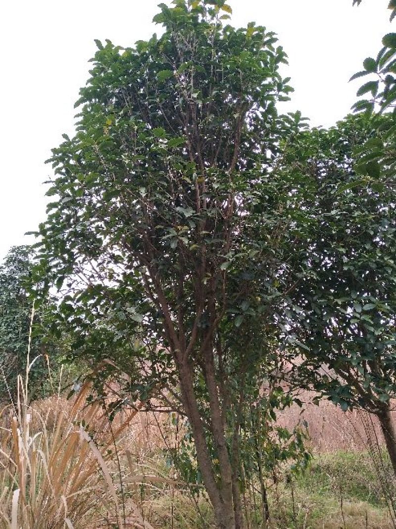 金桂树8~10cm3~3.5米2~3米