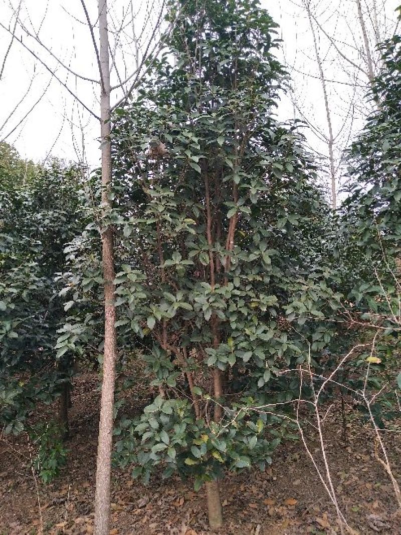 金桂树8~10cm3~3.5米2~3米