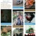 黑山羊种羊80~110斤