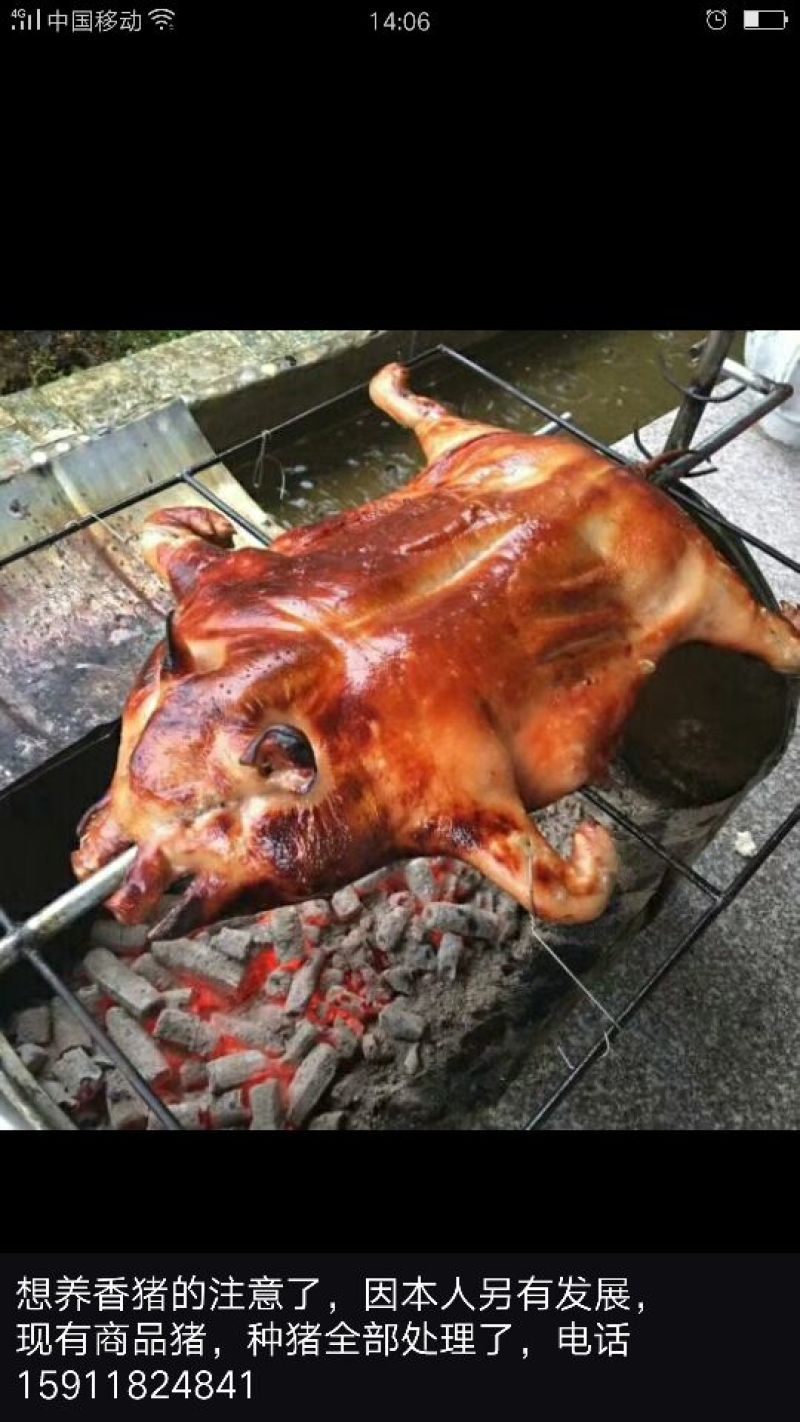 黑山羊种羊80~110斤