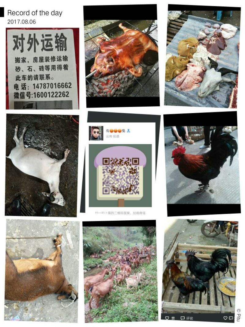 黑山羊种羊80~110斤