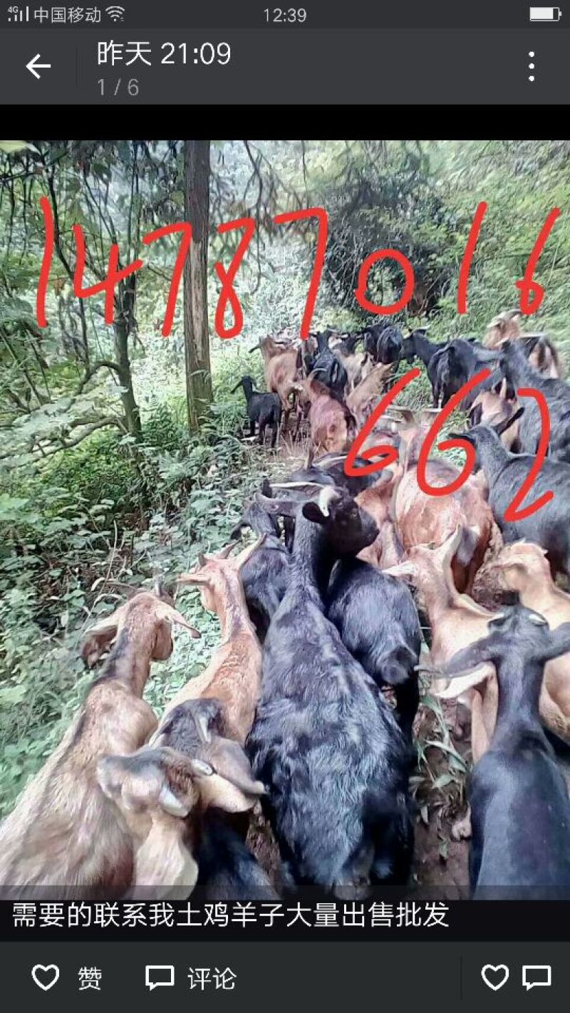 黑山羊种羊80~110斤