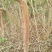 红花紫薇6~8cm2.5~3米2~3米