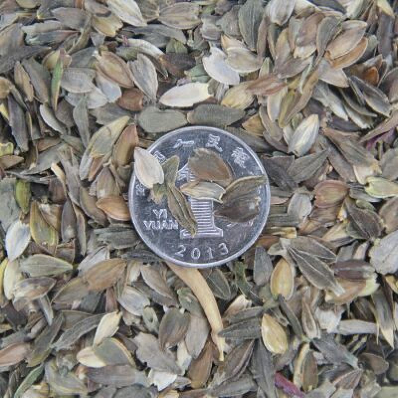 百日草种子百日草种子40天左右