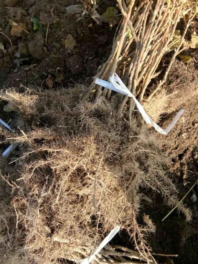 黑加仑苗多年生苗黑加仑黑加仑二年苗黑加仑大果
