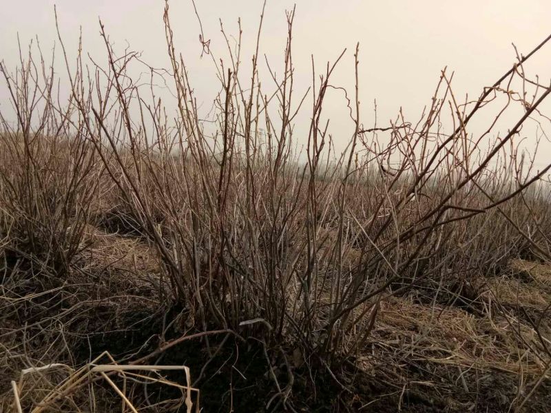 黑加仑苗多年生苗黑加仑黑加仑二年苗黑加仑大果