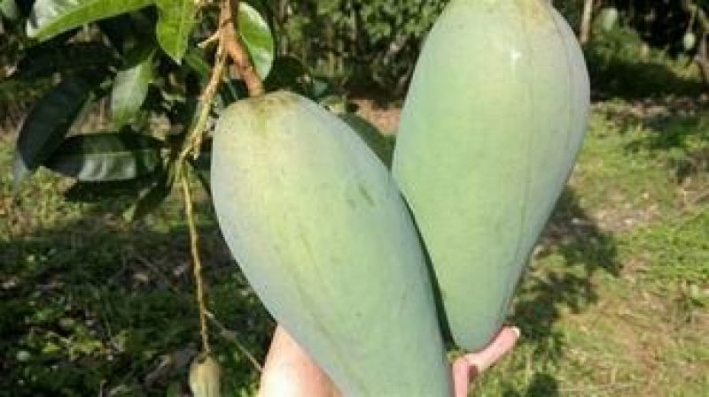 芒果苗桂七芒果苗百色桂七芒果苗广西芒果苗