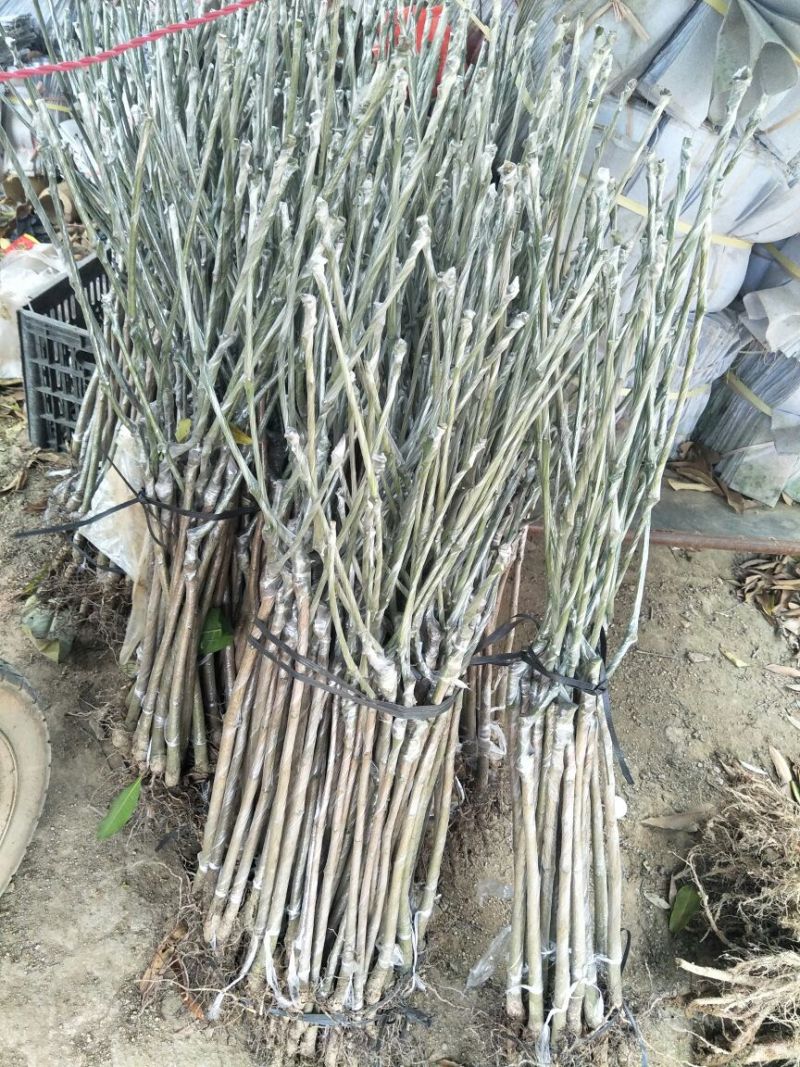 芒果苗桂七芒果苗百色桂七芒果苗广西芒果苗