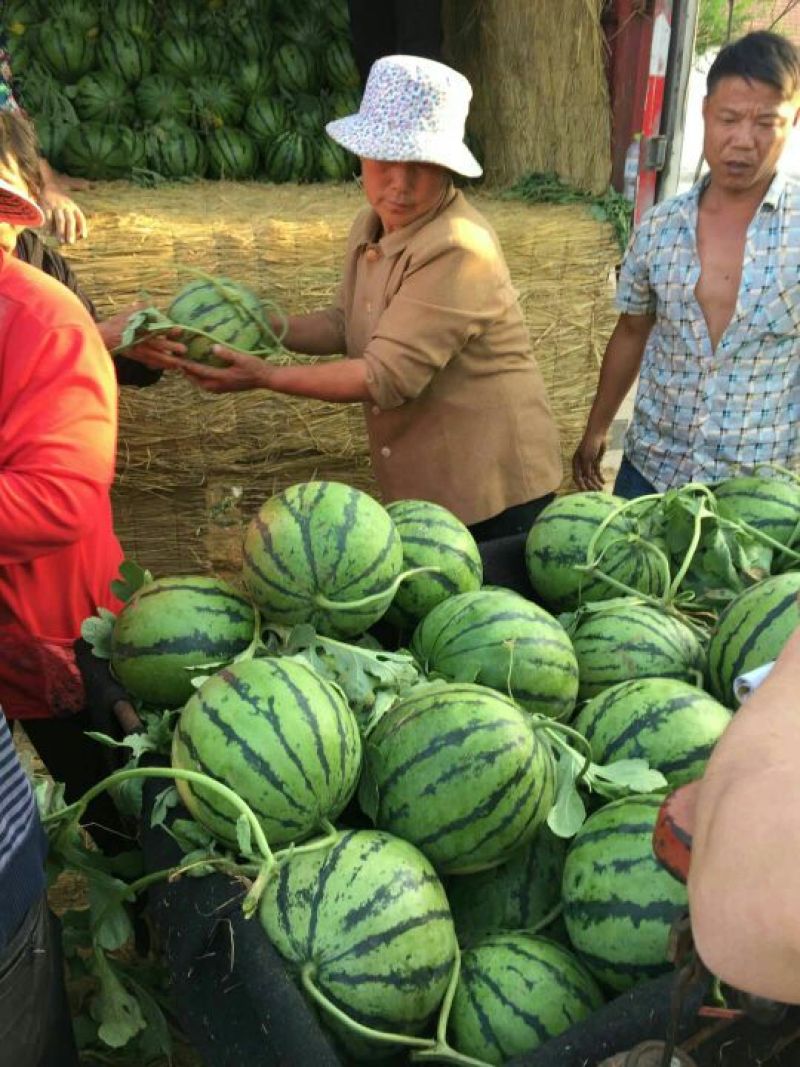 【实力老店】山东西瓜甜王西瓜产地直发全国发货头茬瓜