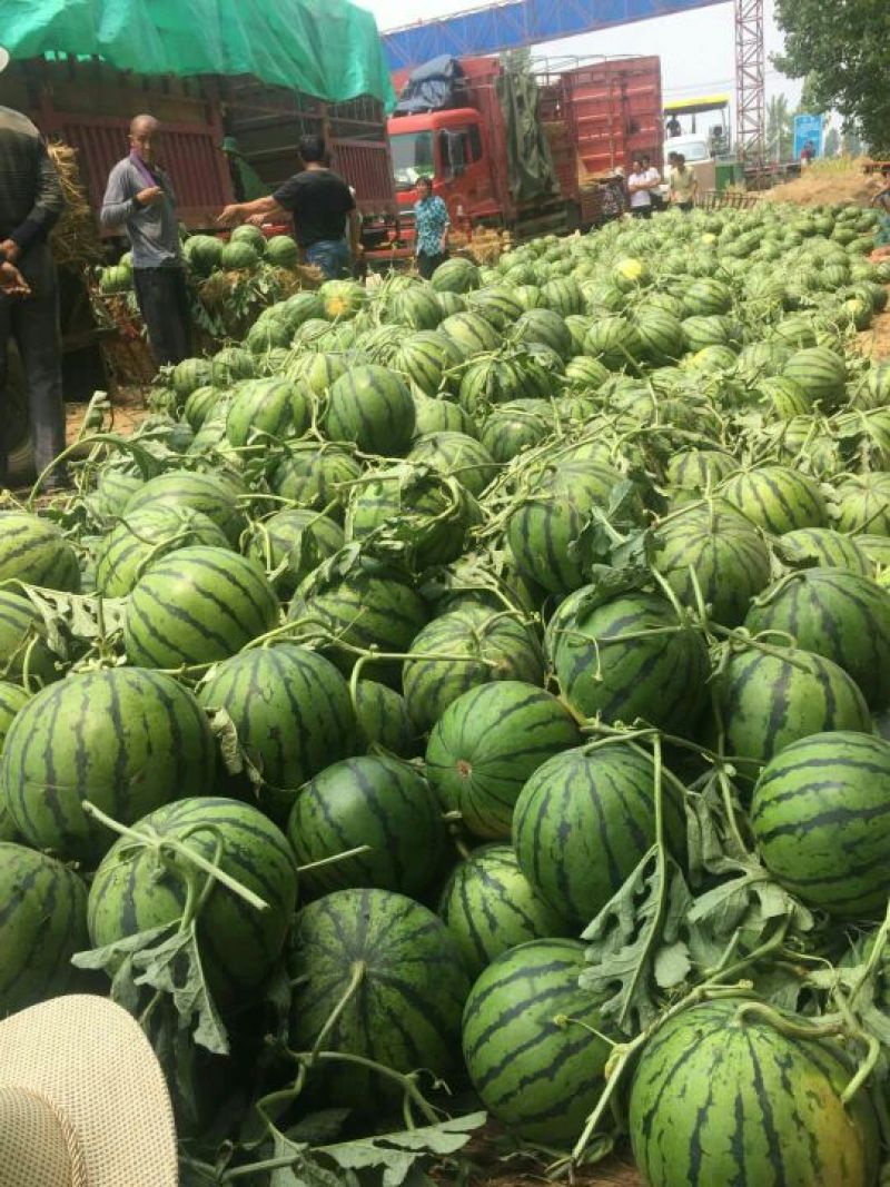 【实力老店】山东西瓜甜王西瓜产地直发全国发货头茬瓜