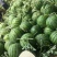 【实力老店】山东西瓜甜王西瓜产地直发全国发货头茬瓜