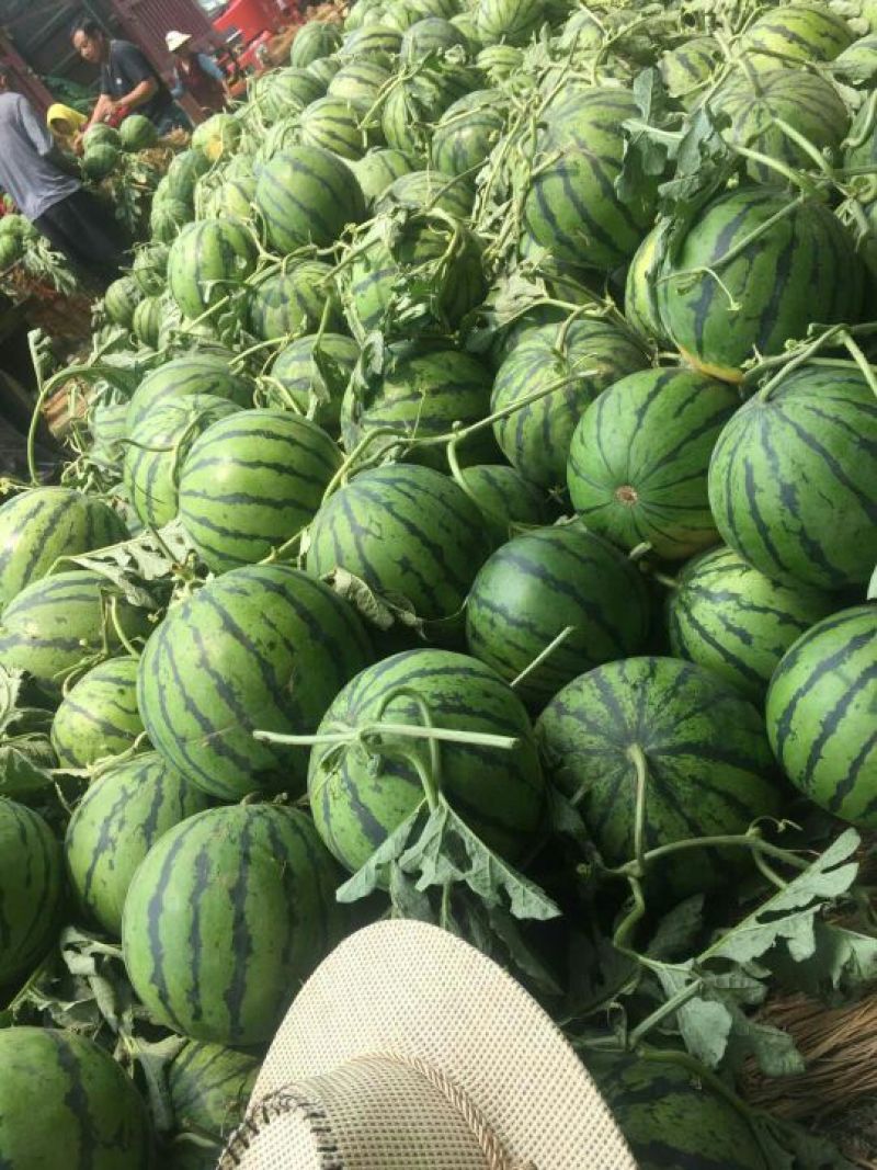 【实力老店】山东西瓜甜王西瓜产地直发全国发货头茬瓜