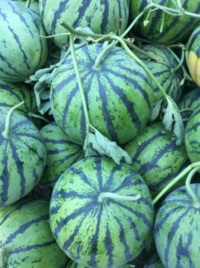 【实力老店】山东西瓜甜王西瓜产地直发全国发货头茬瓜
