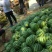 【实力老店】山东西瓜甜王西瓜产地直发全国发货头茬瓜